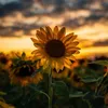 golden_picks09