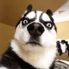 .under_dog