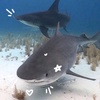 shark_l0ppevr