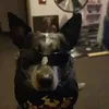 frankzapper1