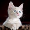 atifullah6917
