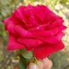 mdjewelislam587