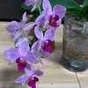 cwhitedunghuynh