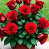 jakir.khan6121