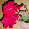 be.lalahma