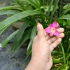 shathi3875