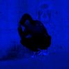 The_notorious_nouar