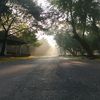 the_forest_of_love