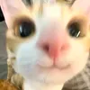 powsacat