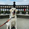 Joey the white lab