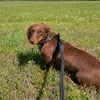 hazelminidoxie