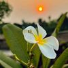 ayesha.khanom03