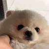 roevinish
