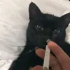 ishnlvid