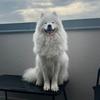 samoyed_bianca