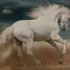 cavaleiro.branco