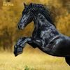 haiderkhan6128
