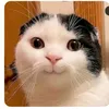 nelxkl