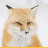 slyfox1612