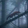 corvidzrcool