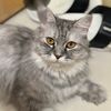 arman_riyadh2