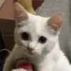 mchxn_1