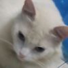 orangecat2456