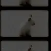 yasmimlira167