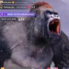 preciouslilmeek1