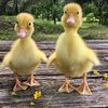 quack.edits12