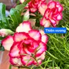 meozin29