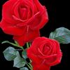 alamgirsheikh955