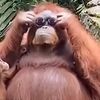 bigggmonkey