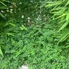 chihuahuahua123