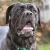 canecorso597