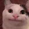 poletol_