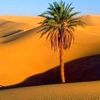hamblihakim675