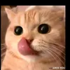 karrie12478919