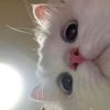 kyaa__32