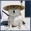 dog121_01