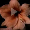 kingamagdalena_1