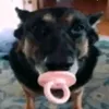 dyodximuc0es