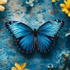 🦋Blue Butterfly🦋