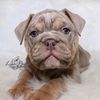 pappysbulldogs