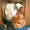 preciousbunnytales