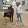 user52179401448743 Azhar Ahmed