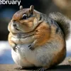 krutoihamster