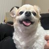 ricothelonghairchihuahua