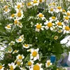 daisy101221