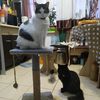catsband0